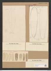 Surirella sp. (de-Toni-Nr.: Genus 53, Species 2236 ?) Zeichnungen Sammlung Grunow Nr. 4820 (NHMW-BOT-W0372976)